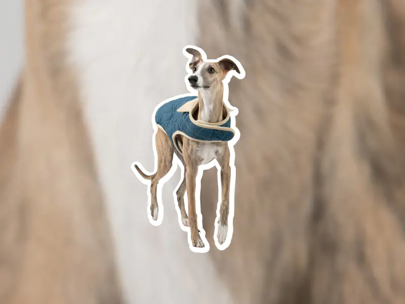 Do Greyhounds Get Cold At Night